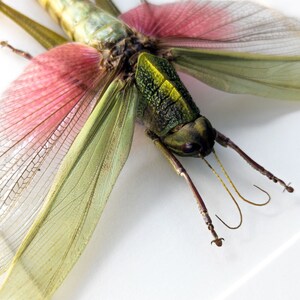 May include: A green and pink grasshopper with long, delicate wings. The wings are translucent and have a delicate pattern of veins.