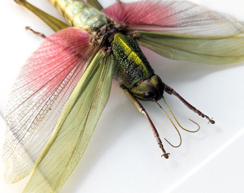 May include: A green and pink grasshopper with long, delicate wings. The wings are translucent and have a delicate pattern of veins.