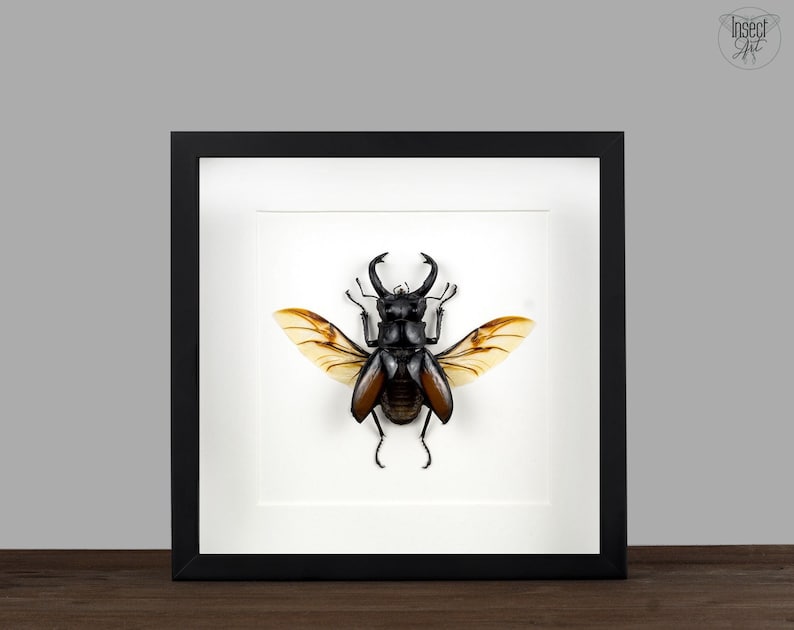 Puede incluir: Un esp&eacute;cimen de insecto enmarcado con alas negras y cuerpo marr&oacute;n. El insecto est&aacute; montado sobre un fondo blanco y se exhibe en un marco negro.