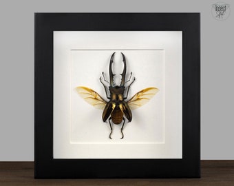 Echter Hirschkäfer gerahmt Cylcommatus metallifer Insekt Entomologie Taxidermie Natur Wanddeko Geschenk Kunst Dekoration 3D Rahmen