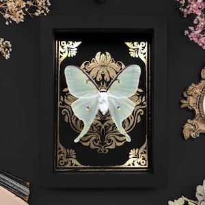 Framed Luna Moth Shadow Box: Gold Print Entomology Display