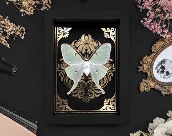 Framed Luna Moth Shadow Box: Gold Print Entomology Display