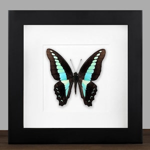 Gerahmter Graphium Schmetterling: Echter Insekten Schattenkasten - Naturalist Home Decor
