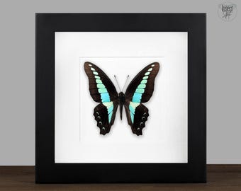 Framed Graphium Butterfly: Real Insect Shadow Box - Naturalist Home Decor