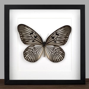 Idea incorniciata blanchardi Butterfly: vera e propria esposizione di opere d&#39;arte da parete con insetti