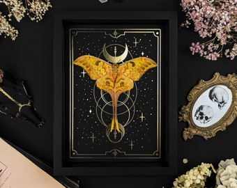 Framed Big Luna Moth on Gold Tarot Moon and Stars Print, Actias groenendaeli in Shadow Box Frame, Curiosities Oddities Decor