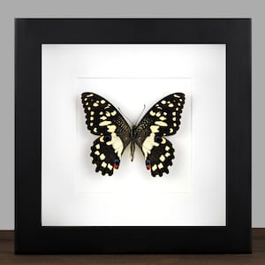 &quot;Gerahmter Papilio Demodocus Schmetterling: Echtes Insekt &quot;&quot;Schattenkasten&quot;&quot;.&quot;