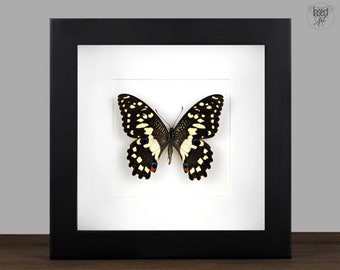 Framed Papilio Demodocus Butterfly: Real Insect Shadow Box Display