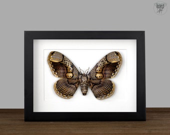 Real framed Owl Moth Brahmaea hearseyi Shadow Box Bug Frame Insect Taxidermy Entomology Wall Hanging Display Decor