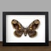 see more listings in the Framed Moths section