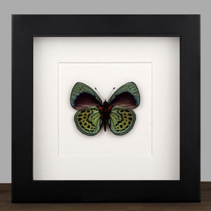 Gerahmter Asterope leprieuri Schmetterling: Echtes Insekt Schatten Box Display