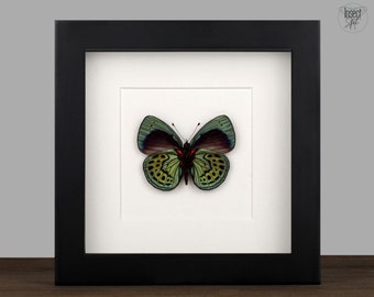 real Enmarcado mariposa Asterope leprieuri Shadow Box Bug Marco Taxidermia Taxadermia Pared Colgante Pantalla Curiosidades Insectart mariposa arte