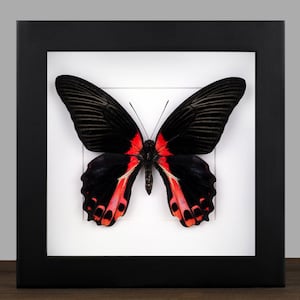 Framed Red Papilio rumanzowia Butterfly - Black Shadow Box Frame
