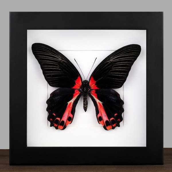Real framed black red Butterfly, Papilio rumanzowia Shadow Box Frame, Butterfly Taxidermy Taxadermy, Gift for Butterfly Lovers