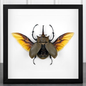 Megasoma elephas Beetle in Shadow Box Frame: Exotic Insect Art
