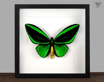 Echter Schmetterling im Rahmen Vogelfalter Ornithoptera priamus Insekt Entomologie Taxidermie Wanddeko Geschenk