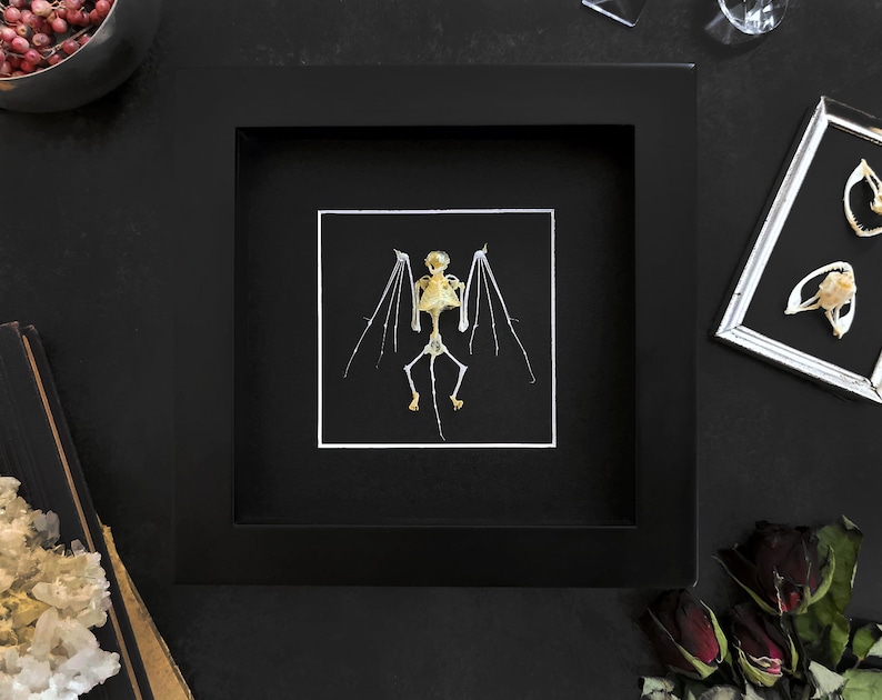 Real Bat Skeleton Bones Display Frame Gothic Witch Oddities Curiosities Anniversary Gift Dark Fairycore Decoration