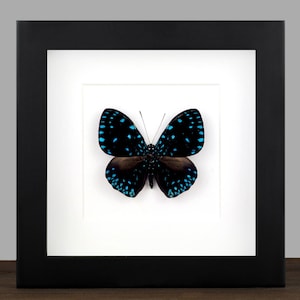 May include: A framed butterfly specimen. The butterfly has black wings with blue spots and a brown body. The frame is black with a white mat. The image is centered on a white background. The upper right corner has the text "Insect Art".