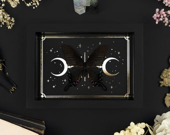 Black Peacock Butterfly Gold Moon and Stars Print Frame, framed Papilio bianor, Butterfly Shadow Box, Curiosities Oddities, Gothic Decor
