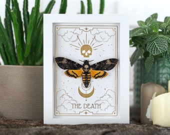 Real White Skull Moth Death's Head Acherontia Tarot wall decor frame Shadow Box Butterfly Frame Insect Art Taxidermy Gothic Witch Fairy