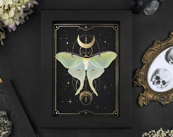 Echter Nachtfalter gerahmt Actias luna in Rahmen Taxidermie Goldene Mond Luna Motte Gold Mond Sterne Gothic Deko