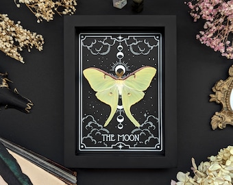 Luna Moth Tarot Card Shadow Box: Goth Home Decor Insect Wall Art