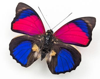 Agrias claudina sardanapalus Butterfly – Real preserved pinned Specimen in Riker Mount Display