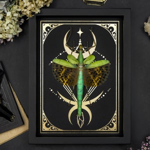 Framed Giant Stick Insect Shadow Box: Golden Moon Stars Gothic Decor