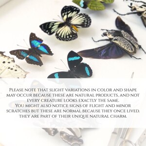 Puede incluir: Una colecci&oacute;n de mariposas y escarabajos enmarcados con alas azules, negras, blancas y verdes. El texto debajo de los insectos dice: "TENGA EN CUENTA QUE LAS VARIACIONES LIGERAS EN COLOR Y FORMA PUEDEN OCURRIR PORQUE ESTOS SON PRODUCTOS NATURALES, Y NO TODA CRIATURA SE VE EXACTAMENTE IGUAL. TAMBI&Eacute;N PUEDE NOTAR SIGNOS DE VUELO Y RASGU&Ntilde;OS MENORES, PERO ESTOS SON NORMALES PORQUE ALGUNA VEZ VIVI&Oacute;. SON PARTE DE SU ENCANTO NATURAL &Uacute;NICO."