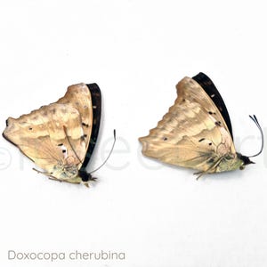Blue Doxocopa Cherubina Butterfly Specimen: Entomology Art - Unmounted