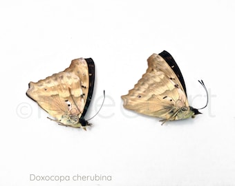 Ejemplar de mariposa Doxocopa Cherubina Azul: Arte Entomológico - Sin montar