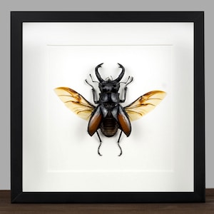Könnte beinhalten: Ein gerahmtes Insektenspezimen eines Hirschkäfers mit ausgebreiteten Flügeln. Der Käfer ist schwarz mit braunen Akzenten und die Flügel sind durchscheinend mit braunen Adern.