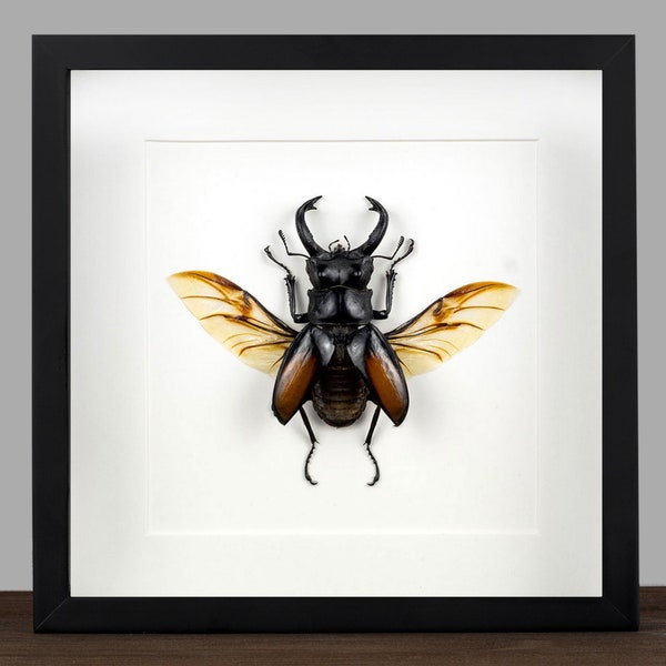 Echter Hirschkäfer gerahmt Hexarthrius parryi Rahmen Insekt Enomologie Taxidermie Natur Wanddeko Geschenk Taxidermie Kunst Decoration