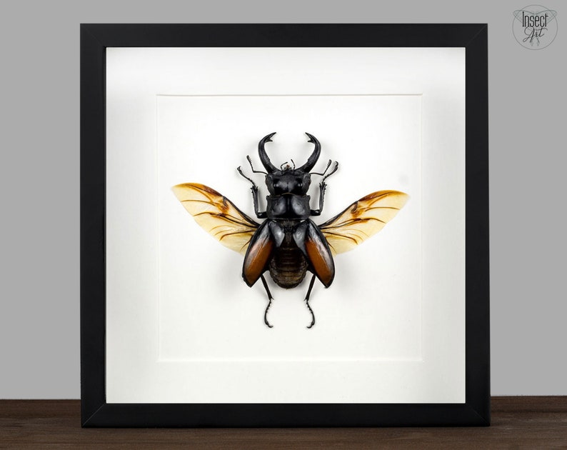 Puede incluir: Un esp&eacute;cimen de insecto enmarcado de un escarabajo ciervo volante con las alas extendidas. El escarabajo es negro con acentos marrones y las alas son transl&uacute;cidas con venas marrones.