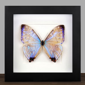 May include: A framed butterfly specimen with a black frame. The butterfly has blue, brown, and tan wings with intricate patterns. The frame is square and the background is white, highlighting the butterfly's colors and details.