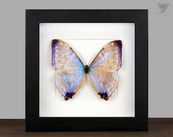 Echter Schmetterling gerahmt Morpho sulkowsky  Insekt Entomologie Taxidermie Natur Wanddeko Geschenk  Taxidermie Kunst Insect Art