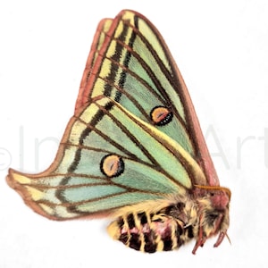 1x Graellsia isabella falena lunare spagnola femmina non montata carta piegata farfalla esemplare essiccato entomologia fai da te artigianato design articolo da collezione