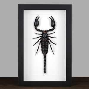 Framed Scorpion: Real Insect Shadow Box - Naturalist Home Decor
