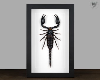Echter gerahmter Skorpion im Bilderrahmen, echtes Insekt Schmetterling Motte Entomologie Taxidermie Natur Wanddeko Geschenk Kunst