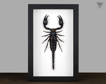 Cadre véritable scorpion, insecte, papillon, cadre ombre, papillon de nuit, entomologie, taxidermie, collection naturaliste, mur bizarre, décoration d'intérieur, cadeau du zodiaque