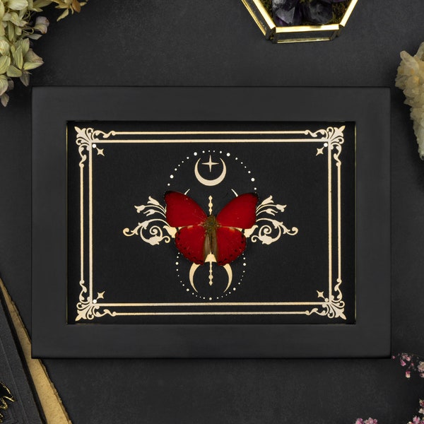 Impresión de luna de oro de mariposa enmarcada real con ornamento Bloodred Glider Shadow Box Marco conservado Entomología de insectos Dark Goth Fairycore Decoración