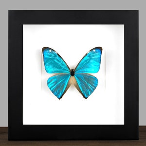 Framed Blue Morpho Butterfly: Real Insect Shadow Box Display (16x16 cm)