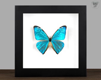 Morpho Cypris Peru (PE) - BIG Unmounted Tropical Specimen