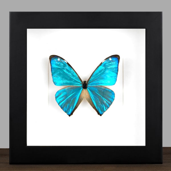 Echter Schmetterling gerahmt Morpho aega  Insekt Entomologie Taxidermie Natur Wanddeko Geschenk  Taxidermie Kunst Insect Art