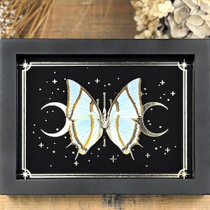 Könnte beinhalten: Ein gerahmtes Display mit einem hellblauen Schmetterling mit braunen und weißen Markierungen, zentriert auf schwarzem Hintergrund. Der Hintergrund zeigt einen Goldfoliendruck eines dreifachen Mondphasensymbols, umgeben von kleinen Sternen.
