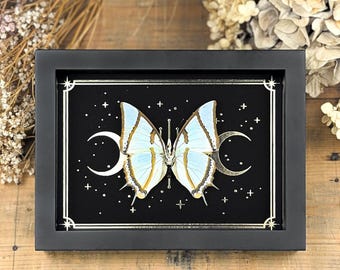 Real Polyura dolon Butterfly in Gothic Style frame – Golden moon and stars print