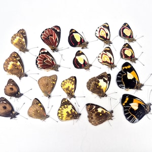 20 Delias Butterflies: Mixed Species, Papered Specimens for Entomology Art