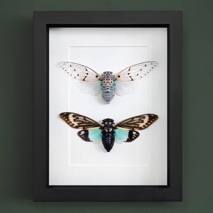 Könnte beinhalten: Ein gerahmtes Display mit zwei Zikaden-Insekten. Die obere Zikade hat weiße Flügel mit schwarzen Adern und einen grün-grauen Körper. Die untere Zikade hat braune Flügel mit schwarzen Adern und einen blau-grünen Körper.