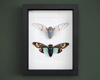 Real Ghost Cicada Duo in 9x7 inch black Box Frame, Oddities Display for Gothic and Taxidermy Wall Decor & Gift