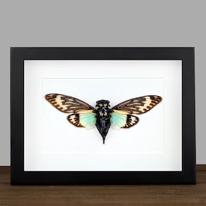 Echte blau-goldene Geisterzikade im 8x6 schwarzen Kastenrahmen, gerahmtes Kuriositäten-Display für gotische und präparierte Wanddekoration & Geschenk